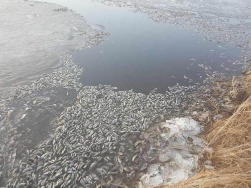 河中魚類遭受滅頂之災，大面積死亡，網友：這個大便很強！