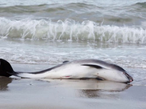 英國研究：50 隻死亡的海洋哺乳類動物體內發現塑膠微粒