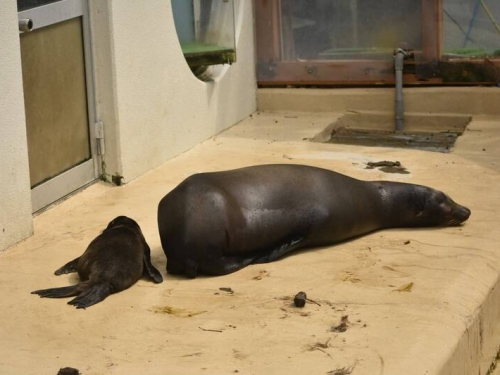 參觀水族館驚見海獅尾巴遭切半？ 錯位照引起萬人熱議