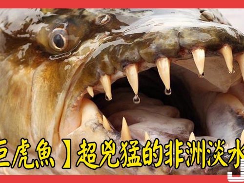 【兇猛淡水魚】超兇猛的非洲淡水魚，分分鐘能咬下你一塊大肉
