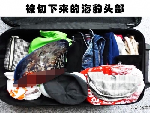 那些嘗試從機場“走私”並被查獲的7個瘋狂事物