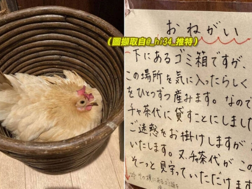 寵物雞堅持在垃圾桶下蛋？ 日咖啡廳公告︰牠就喜歡那裡