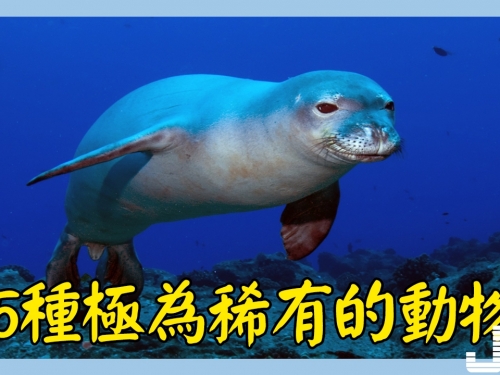 5種極為稀有的動物，第3種只分佈我國，可能滅絕多年