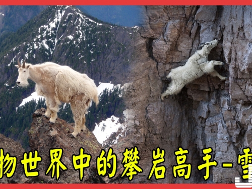 『動物世界』動物世界中的攀岩高手 雪羊