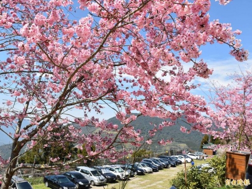 粉爆！桃園拉拉山富士櫻、昭和櫻盛開 千島櫻2月下旬接棒