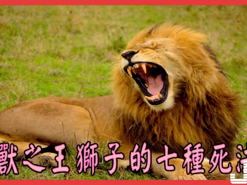 悲壯至極! 萬獸之王獅子的七種死法
