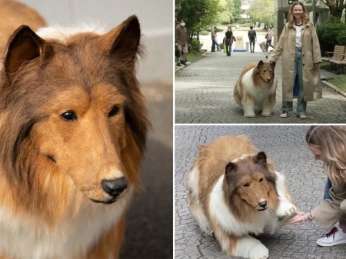 他砸44萬變成牧羊犬！首上街「被遛」 公園翻滾百萬人看傻
