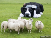 車改造成牧羊犬 羊群分不出來