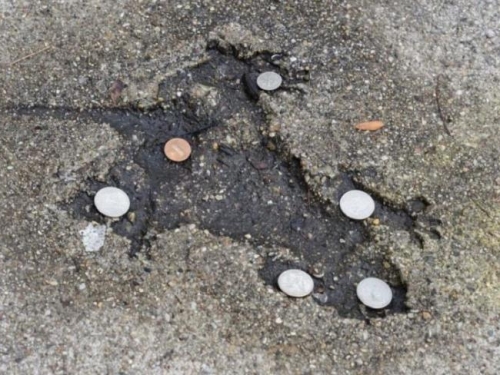 芝加哥「老鼠洞」地標非老鼠所為？研究：真兇應是松鼠