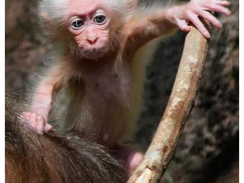 8張令人震撼的動物界神奇照片