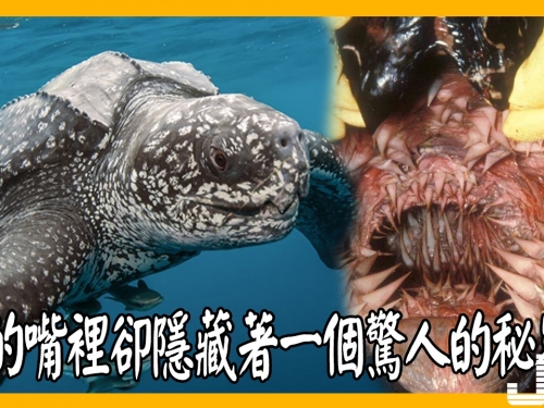 這隻世界上最大的烏龜，他的嘴裡卻隱藏著一個驚人的秘密！太嚇人了！
