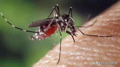 蝙蝠很危險？美國"生命科學"評出最致命的動物是蚊子