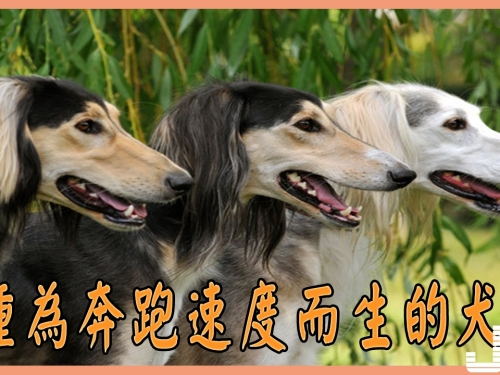5種為奔跑速度而生的犬種，格力犬說第二其他狗不敢說第一