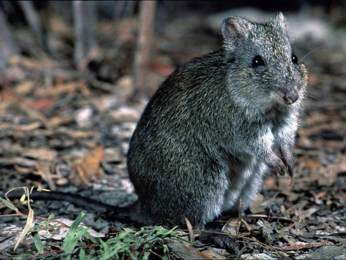 曾被宣告滅絕！英國菲利普親王意外拯救極稀有「鼠袋鼠」