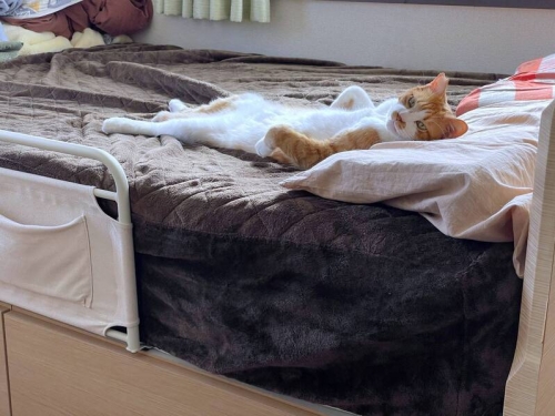 貓皇悠閒躺在床上看人類工作 飼主嘆︰真是不平等的社會
