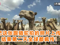 他把這張跟駱駝拍的照片上傳後就去睡覺了，結果第二天全球都瘋傳