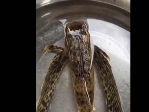 漁民撈出一隻長有兩隻“胳膊”的怪魚，大爪子好像雪怪