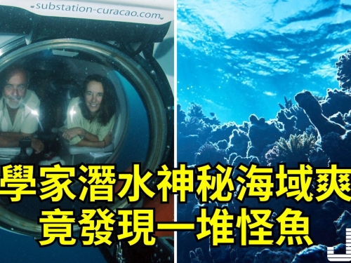 科學家潛水神秘海域爽翻，竟發現一堆怪魚