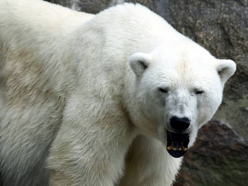 歐洲最老北極熊！ 柏林動物園「卡秋莎」37歲去世