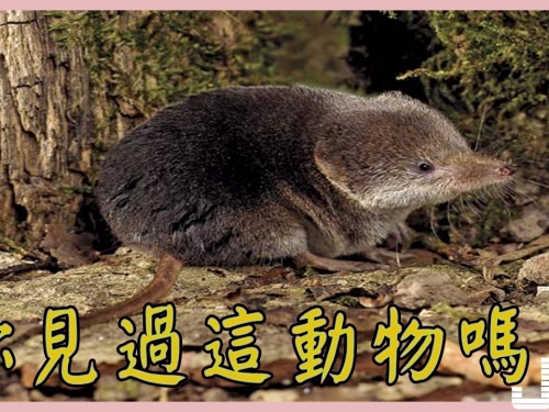 澳洲一物種“精力充沛，“私生活”時間達十幾小時，創新世界紀錄