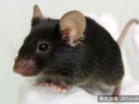 日本科學家培育轉基因老鼠叫聲像小鳥