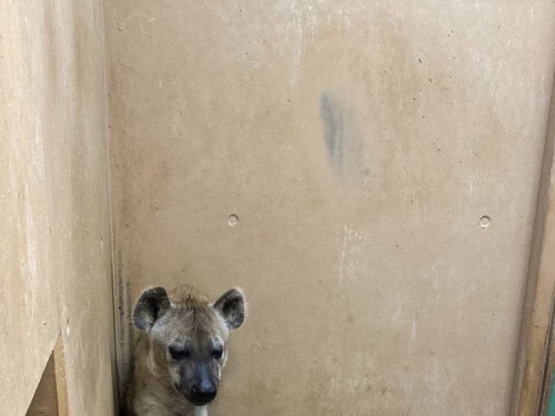 懂休息？日本動物園斑點鬣狗坐姿超頹廢 網友笑翻：裡面裝大叔