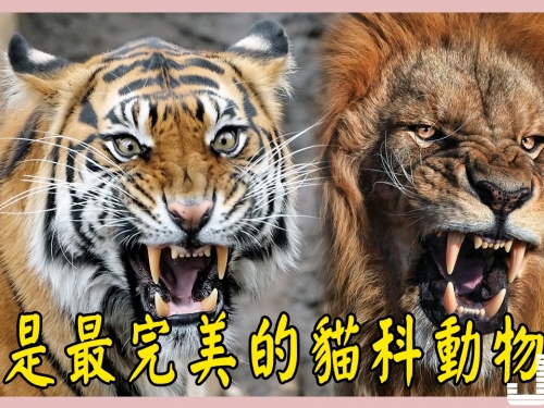 老虎和獅子誰是最完美的貓科動物？
