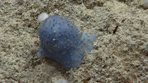 深海之謎 大西洋發現神祕「藍色黏液」生物