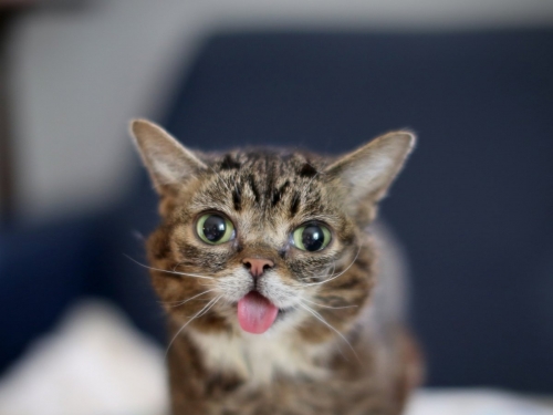 國王核彈級行銷！邀請「世界最萌貓」當一日小編