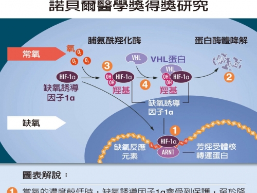 諾獎破解細胞抗缺氧 助抑腫瘤轉移