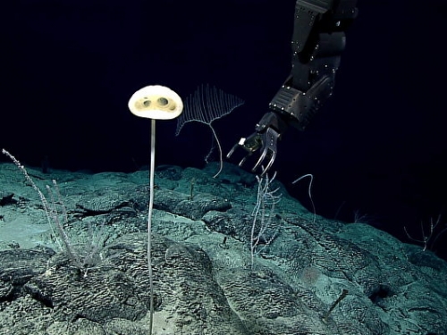 科學家在深海發現新品種海綿 長得像外星人