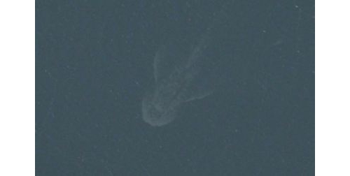 蘋果地圖發現尼斯湖水怪？衛星曝神秘潛伏物