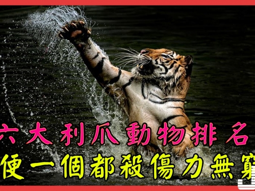 六大利爪動物排名，隨便一個都殺傷力無窮！最後一個很多人都服了