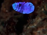 科學家被這種高深莫測的神奇生物驚呆了，人類還沒研究明白的，牠們早就掌握了！