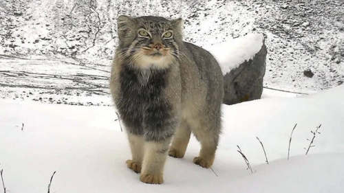 雪地厭世臉萌翻！罕見「兔猻」現蹤喜馬拉雅東段 創海拔新紀錄