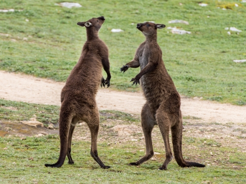 為了救愛犬 飼主迎戰180公分袋鼠 街頭格鬥片曝光