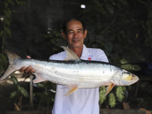 還沒滅絕！湄公河「幽靈魚」消失20年後現蹤 還被目擊3次