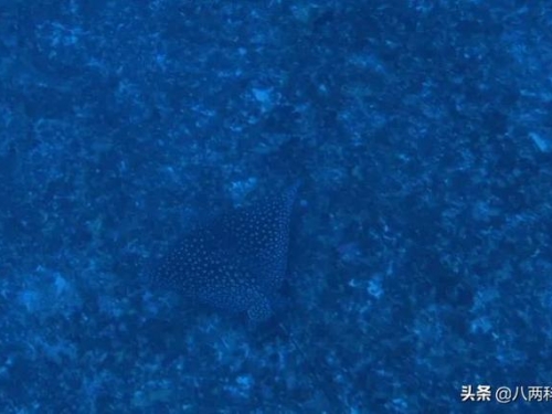 1億年前！科學家復活最古老的微生物，餵食物讓其生長、繁殖
