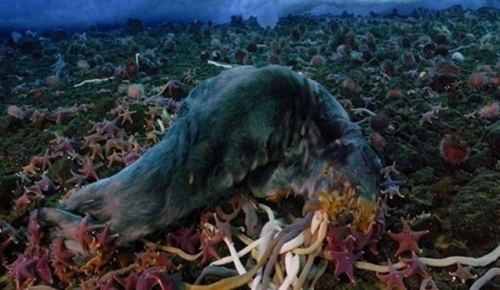 長達3米的南極巨蟲，生猛無比能生吞海豹，卻因這一原因瀕臨滅絕