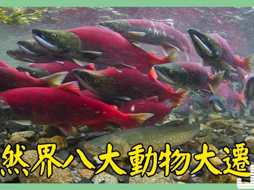 自然界八大動物大遷移：浩浩蕩蕩，每一場都是一種奇蹟