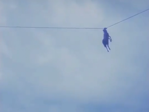 天上下羊？ 中國四川現羊掛高壓電纜奇景