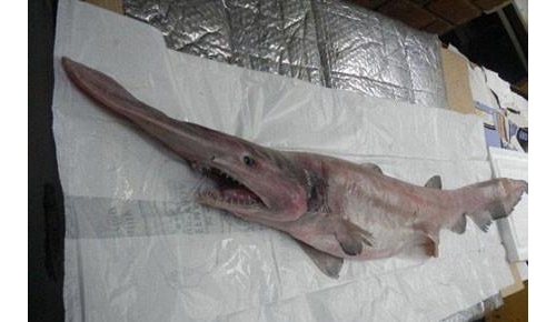 地球上10大最奇怪的海洋動物，以鯊魚為食的蟹，眼睛在頭裡的魚