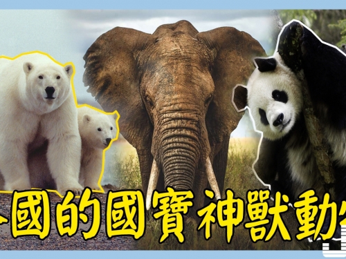 10種各國的國寶神獸動物，你最喜歡哪一種？