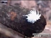 馬來西亞純白色毛刺狀神秘生物