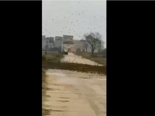 異象！數萬隻麻雀排排站 阻斷中國江西一村莊道路