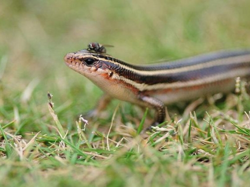 一種神奇的生物，既能下蛋又能生崽