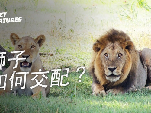 獅子如何交配？｜奇怪動物紀錄片