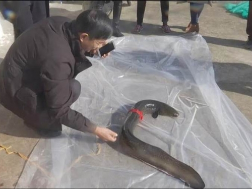 捕到1公尺巨鰻！喊價高達29萬 他堅持不賣還放生