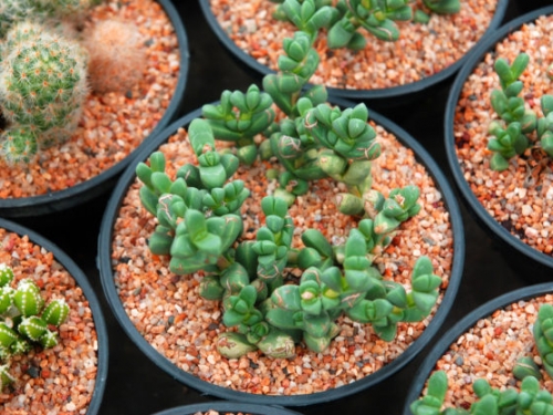 辦公室小物新用處，多肉植物也是活體生物太陽能電池
