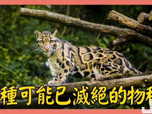 5種可能已滅絕的物種，第4種出現一次後便消失